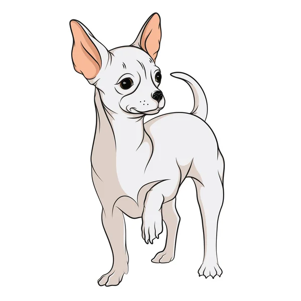 Desenho de vetor de um chihuahua . —  Vetores de Stock