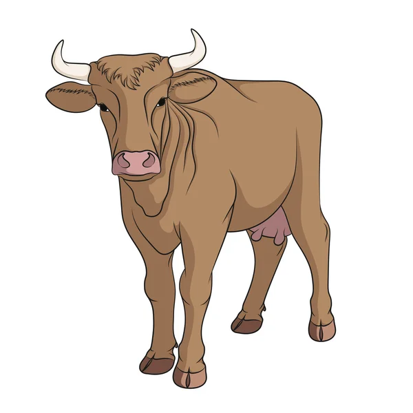 Vector vaca aislado sobre un fondo blanco — Vector de stock