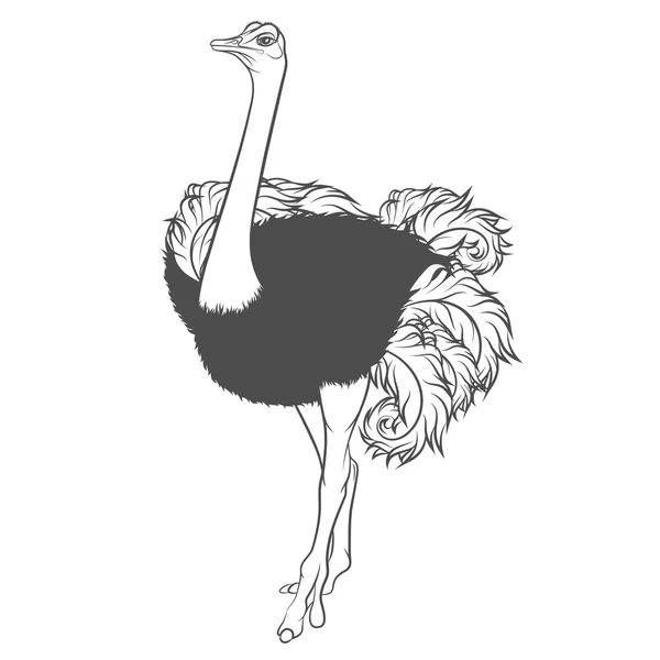 Ilustración vectorial en blanco y negro de avestruz — Vector de stock