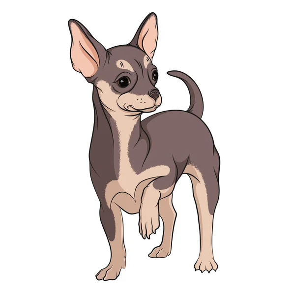 Ilustração vetorial de chihuahua colorido em um fundo branco . — Vetor de Stock