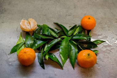 Yapraklara yerleştirilmiş dört mandalina. Bir meyve soyulur ve segmente edilir. Gri ıslak yüzey düzenleme altında görünüyor. Üst görünüm turunçgiller ve tatil atmosferinde yapraklarla basit bir düzen gösteriyor.