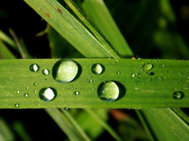 Doğada yaprak döken ormanlar arasında Köyü