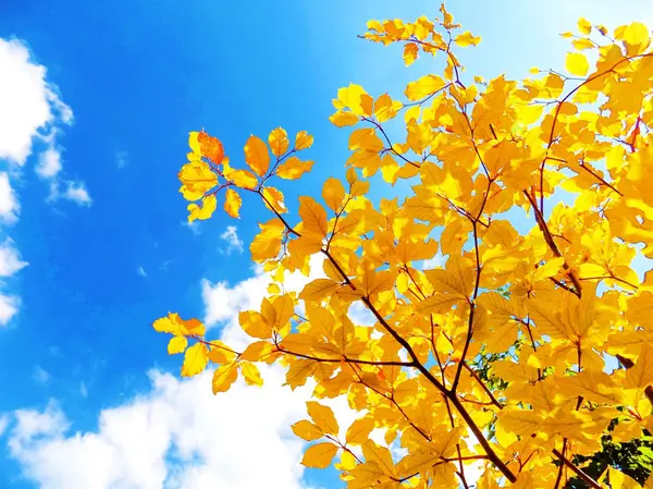 落葉樹で、秋に黄葉 — ストック写真