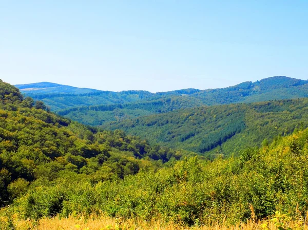 Paisagem florestal decídua durante o dia — Fotografia de Stock