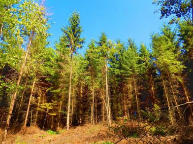 Vahşi doğada yaprak döken orman yakınındaki çayır üzerinde ahşap sömürü sonra ağaç günlükleri