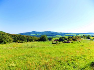 Çayır ve vahşi doğada yaprak döken orman