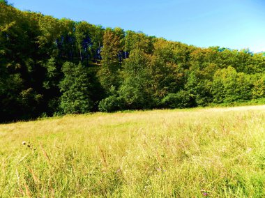 Çayır ve vahşi doğada yaprak döken orman
