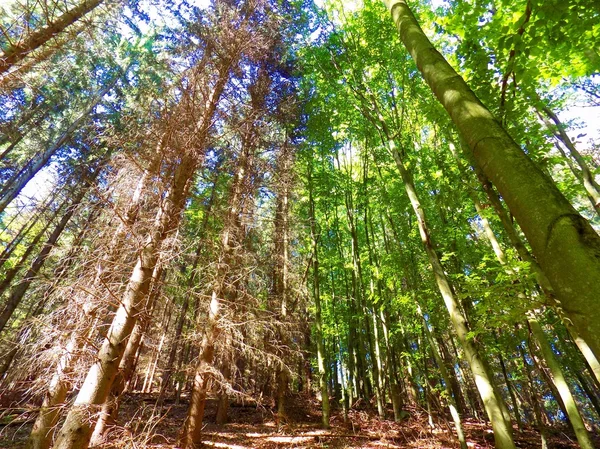 Kontraszt erdő vad természet-tűlevelű fák tű nélkül és zöld egészséges lombhullató erdő alatt napsütéses nap — Stock Fotó
