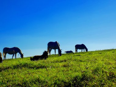 Çayır üzerinde otlatma atlar