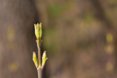 İlkbaharda genç kaçışı