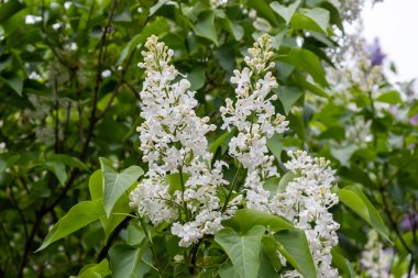 a branch of white lilac close-up with green leaves in spring 