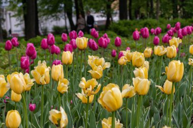 flower beds of yellow and pink tulips in the city park in spring