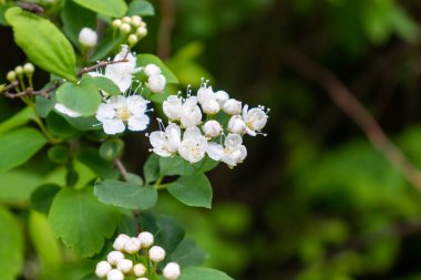 a magnificent sprig of cherry blossom. a lot of small white flowers with green leaves
