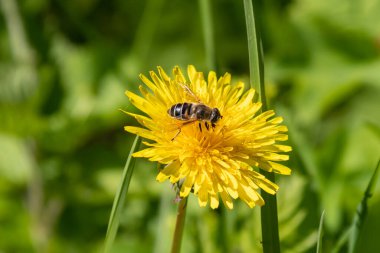 yellow dandelion with bee close-up on the background of green grass on a sunny summer day