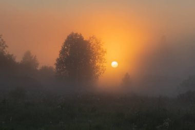 sunrise in spring. there are trees and fog all around