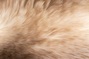 Bej kedi kılı yakın plan. Kedinin cinsi siyam kedisidir.