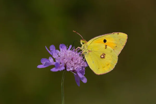 Sárga Dicsőség Pillangó Növényen Colias Crocea — Stock Fotó