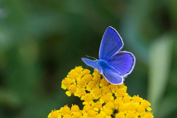 Gemeiner Blauer Schmetterling Polyommatus Haigi — Stockfoto