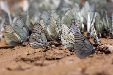 Siyah damarlı beyaz, Aporia crataegi, Türkçe adı al kelebei