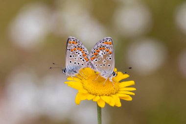 Lycaenidae (Polyommatus agestis), Avrupa 'da yaygın olarak görülen bir kelebek türüdür.