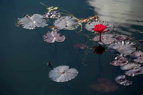 Lotus Rose Fleur Nénuphar Flottant Sur Eau — Photo