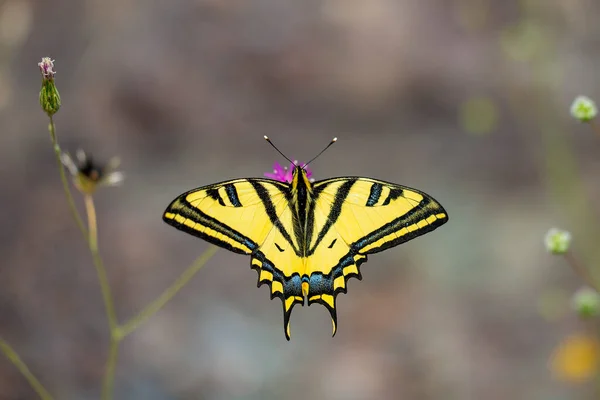 Papillon Hirondelle Tigrée Papilio Alexano — Photo