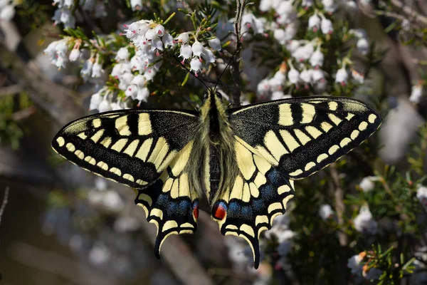 멋진스 Papilio Machaon Krlangkuyruk Kirlangickuruk — 스톡 사진