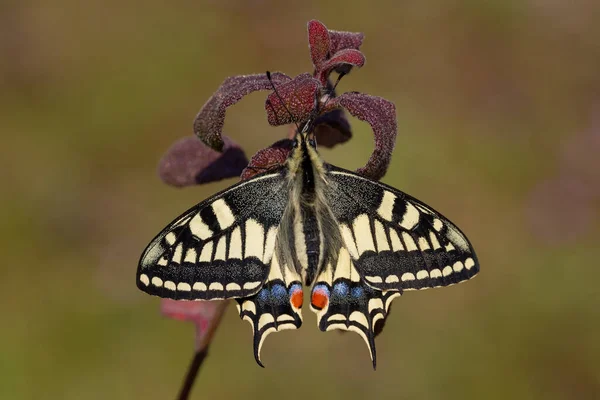 Υπέροχη Πεταλούδα Swallowtail Papilio Machaon Krlangkuyruk Τουρκικό Όνομα Kirlangickuruk — Φωτογραφία Αρχείου