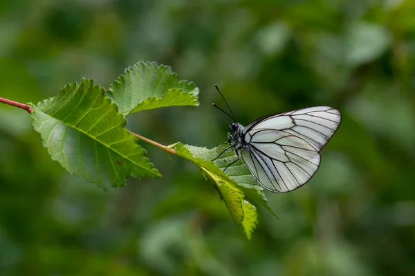 Blanco Veteado Negro Aporia Crataegi Nombre Turco Kelebei — Foto de Stock