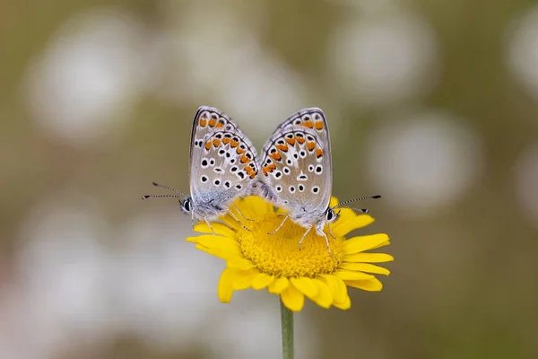 Lycaenidae Polyommatus Agestis Обыкновенный Вид Бабочек Всей Европе — стоковое фото