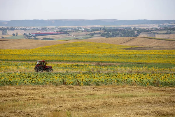 Stanbul Turquia 2019 Agricultor Com Trator Campo Girassol — Fotografia de Stock