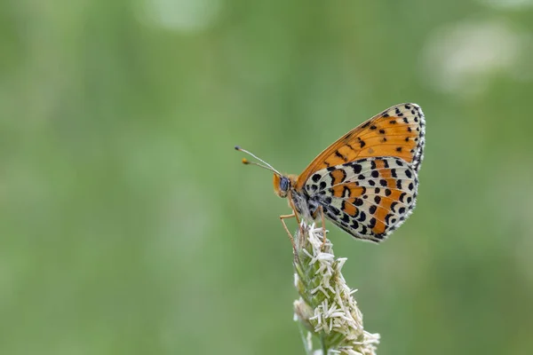 Kelebek Melitaea Didyma Yakın Yeşil Arka Planda Çiçek — Stok fotoğraf