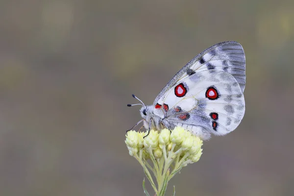 Γυναίκα Πεταλούδα Απόλλων Parnassius Apol — Φωτογραφία Αρχείου