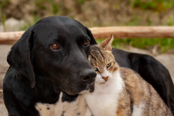 Kedi ve köpek dostluğu birbirlerini sevgiyle kucaklıyor.