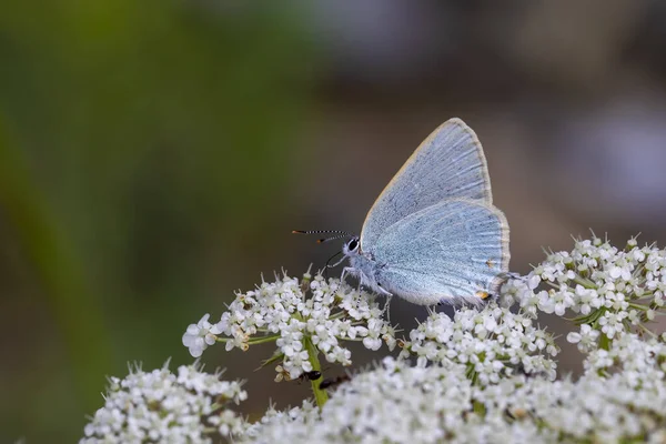 Ame Borboleta Azul Satyrium Myrtale — Fotografia de Stock