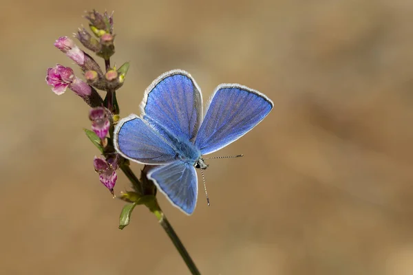 Papillon Bleu Commun Polyommatus Haigi — Photo