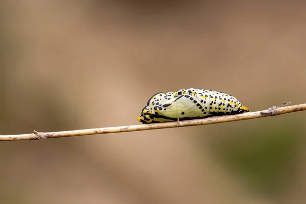 Branco Veios Pretos Aporia Crataegi Butterfly Pupa — Fotografia de Stock