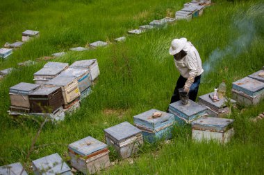 Türklerin adı Aricilik, arılarla dolu bir bal peteği tutan arıcının yakın çekimi. Arıcılık.