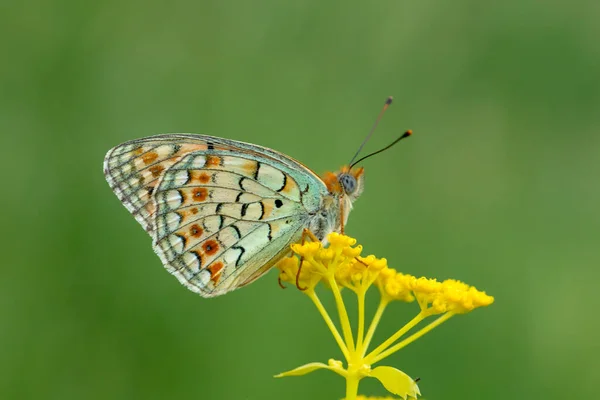 黄色の花で小さな蝶 ピルガスCinarae — ストック写真