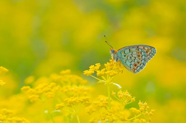 黄色の花で小さな蝶 ピルガスCinarae — ストック写真