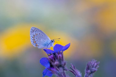 Polyommatus amandus mavi kelebek, Amanda mavi. Genel mavi kelebek yakın plan