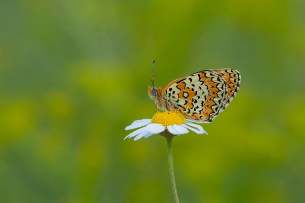 Farfalla Rossa Fiori Viola Melitaea Arduinna — Foto Stock