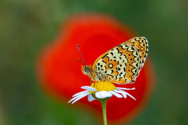 紫色の花の赤い蝶 Melitaea Arduinna — ストック写真