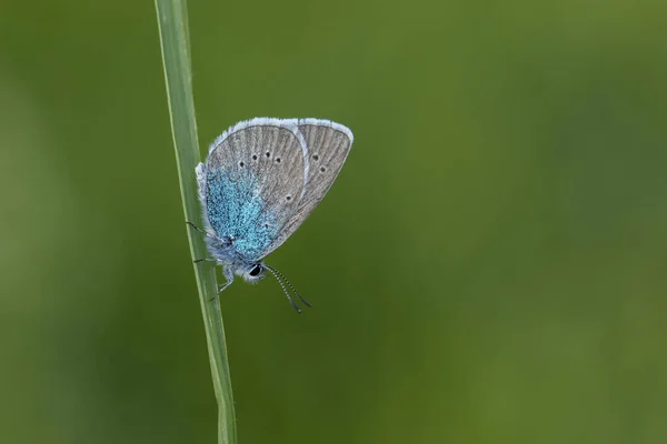 Papillon Avec Bleu Merveilleux Sur Aile — Photo