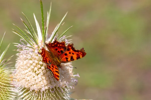 Polygonia c-albüm, Nymphalidae familyasından kelebek, doğal arka planda..