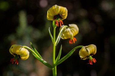 Lilium ciliatum, zambak (liyum ciliatum) adlı bir zambak türüdür.)