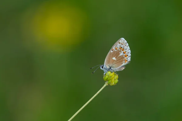 Papillon Oriental Aux Yeux Bruns Carmon Plebejus — Photo