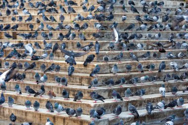 Güvercinler merdivenlerde sıraya dizildi.