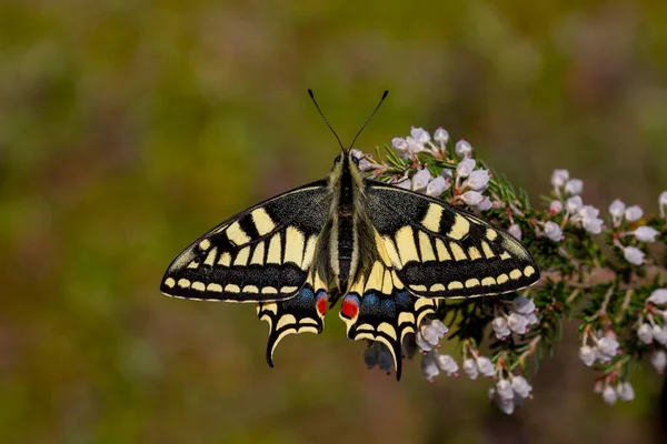 Merveilleux Papillon Hirondelle Papilio Machaon — Photo