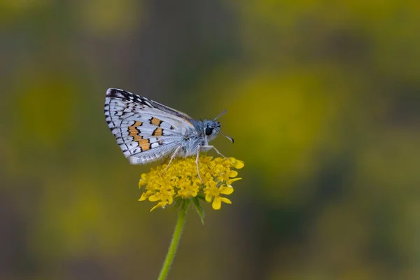 Minuscule Papillon Fleurs Jaunes Pyrgus Cinarae — Photo